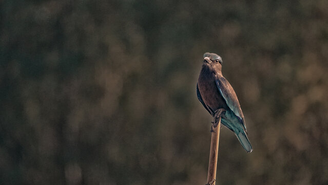 Indian roller,perched on branches looking for food.