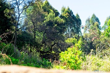 Fototapeta premium Trees next to an escarpment swaying with the wind. 