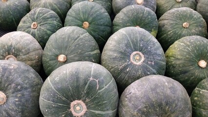 Pile of green Kuri Hokkaido squashes or green pumpkins