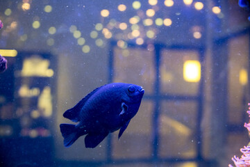 Big fish swimming in the sea with beautiful coral and reef under deep dark water of sea ocean...