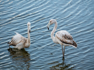 two young flamingos stand together standing on the water