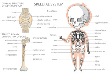 Skeletal system. Biology education banner for kids. Cartoon colorful vector illustration.
