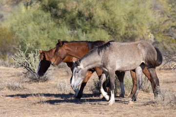 Obraz na płótnie Canvas Wild horses Near the Salt River in the Arizona Desert