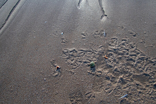 Fressstelle eines Vogels mit Vogelspuren, Krebsscheren, Krebspanzer und Vogelfedern im Sand am Strand