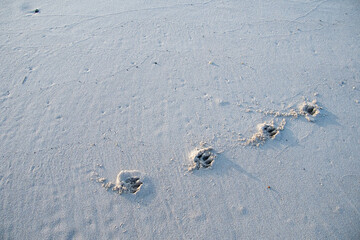 Hundespuren im Sand am Strand
