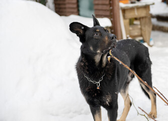 A black dog stands in the snow in winter, looks into the distance