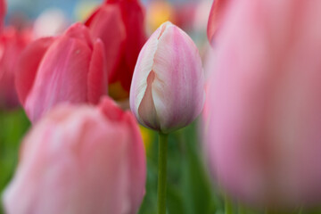 Beautiful colorful tulips at the tulip festival. Beauty of nature. Spring, youth, growth concept.
