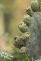 tuna o nepal creciendo para fondos y dise&ntilde;os.. 
prickly pear or nepal growing for backgrounds and designs 