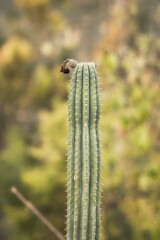 cactus  o espina para fondos y diseños.  cactus or thorn for backgrounds and designs