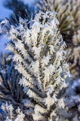 Pine needles with white frost crystals on a blurred background