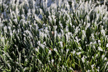 grass covered with ice and frost in the winter season