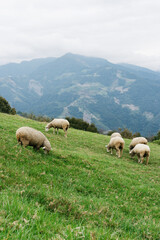 Fototapeta na wymiar Sheep on a Meadow