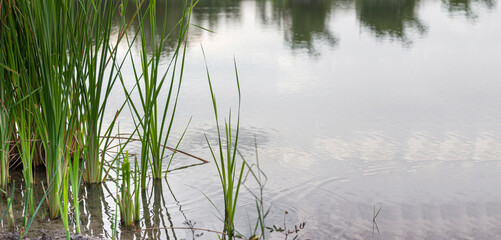 Reeds on the water in a peaceful natural pond