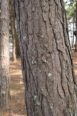 Stripes on the trunk of Pinus kesiya Scientific name: Pinus kesiya Royle ex Gordon. The trunk of the pine has little moss. trunk of pine tree in the forest

