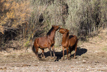 Naklejka na ściany i meble Wild horses Near the Salt River in the Arizona Desert
