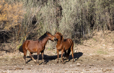 Fototapeta premium Wild horses Near the Salt River in the Arizona Desert