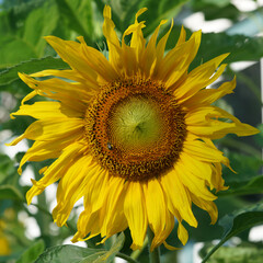 Sunflower with bee