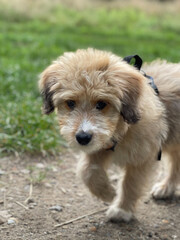 Aussiedoodle - Aussiepoo