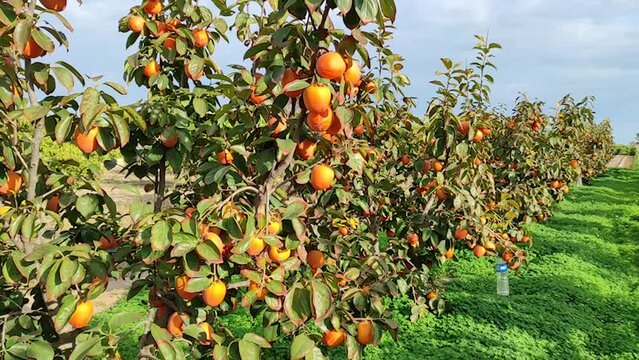 Persimmon tree in persimmon farm ready for harvest 	
