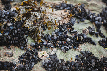 Moules
