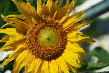 Sunflower left off center 