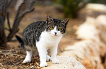 Naklejka na ściany i meble Small Stray Cat on the nature background. Pet on the street