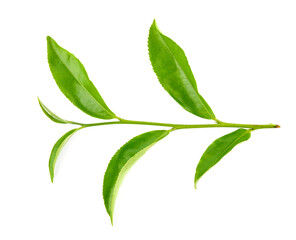 green tea leaf isolated on white background