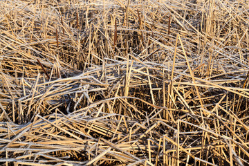frozen grass on the lake in winter