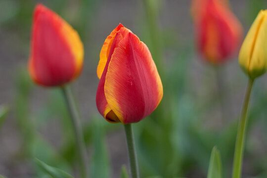 Orange - Yellow tulip. Beauty of nature. Spring, youth, growth concept.