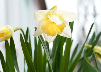The flowers of daffodils are yellow with white. Spring flowering plants.