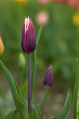 Beautiful tulips in spring in the garden. Beauty of nature. Spring, youth, growth concept.