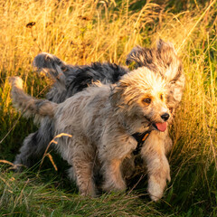 Aussiedoodle - Aussiepoo