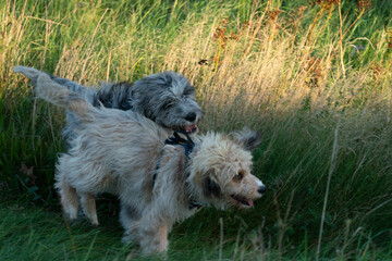 Aussiedoodle - Aussiepoo