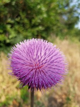 Purple Thistle Flower Blooming in Grasslands of Colorado