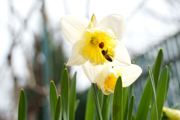 Ladybug and bee on a flower of daffodils. First spring flowers.