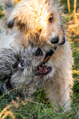 Aussiedoodle - Aussiepoo