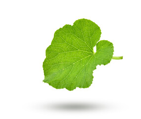 melon green leaf isolated on white background