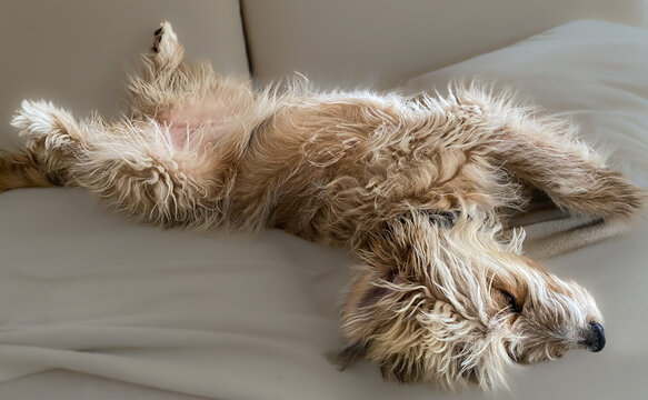 Aussiedoodle - Aussiepoo