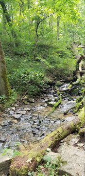 Green Lush Trees and Vegetation in Indiana Forest