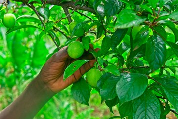 An unripe green plum fruit on a plum tree