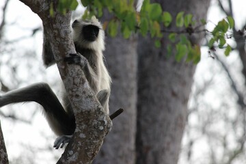Obraz premium Gray Langur 