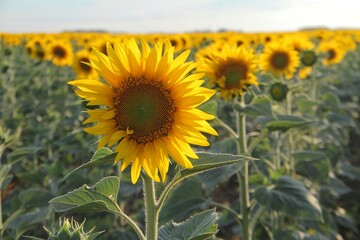Obraz premium field of sunflowers