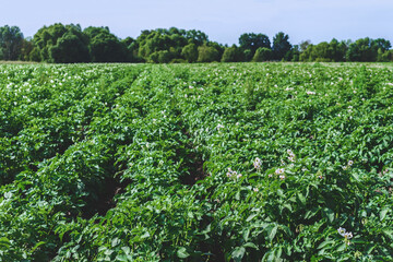 Fototapeta na wymiar Young flowering potato bushes on a green field, farm, organic farming concept.