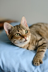 Portrait of a grey cat with stripes laying on a sofa
