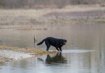 Splendid labrador retriever dog in total freedom hunting on the shores of a lake in the morning.