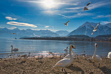 Bonstetten Park Bei Thun Der