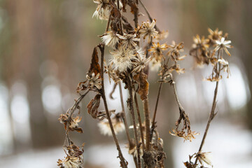 
flowers in the forest on a blurred background