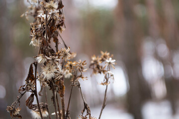 spring in the forest