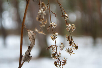 
flowers in the forest on a blurred background