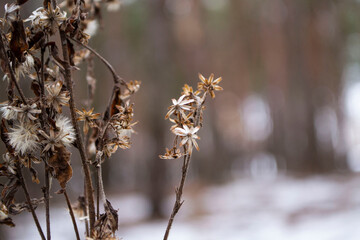 
flowers in the forest on a blurred background